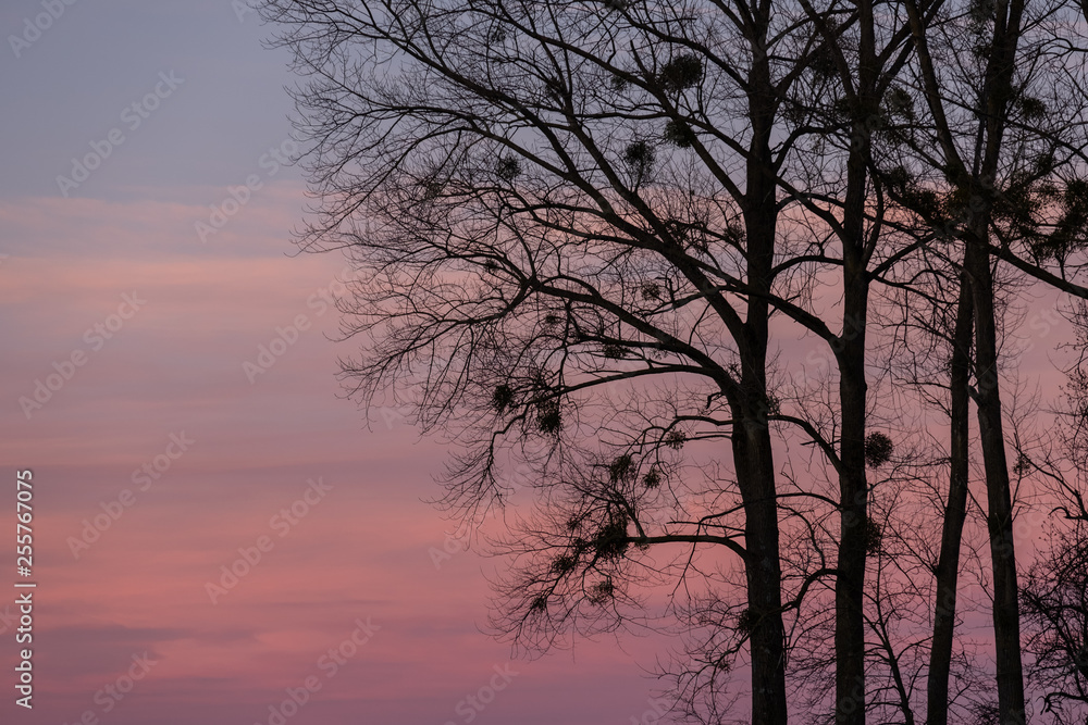 Kahler Baum mit Misteln als Silhouette vor Abendrot Kahler Baum mit Misteln als Silhouette vor Abendrot