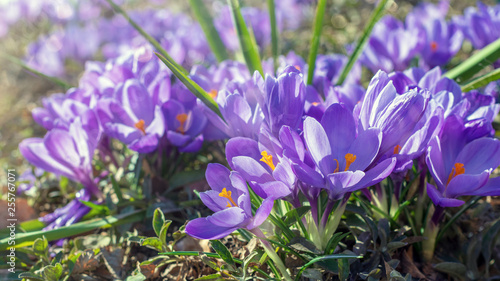 Violette Krokusse in der Frühlingssonne