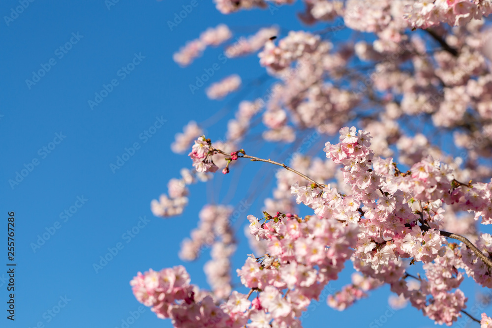A branch of cherry blossoms. Blooming cherry tree in springtime. Beautiful spring flowers in an orchard. Nature wallpaper background with blossoming Sakura. Blue sky. Soft focus. Copy space. A branch of cherry blossoms. Blooming cherry tree in springtime. Beautiful spring flowers in an orchard. Nature wallpaper background with blossoming Sakura. Blue sky. Soft focus. Copy space.