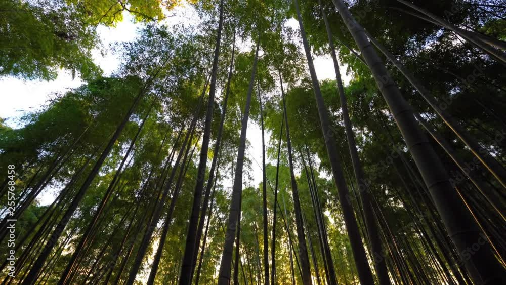pan shot starting in frog perspective of high green tree Japanese forest on a sunny blue sky day, pan shot starting in frog perspective of high green tree Japanese forest on a sunny blue sky day,