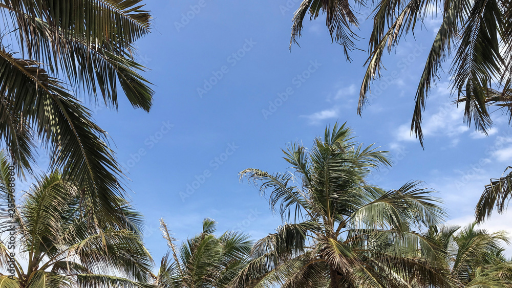 Fototapeta premium palm trees against blue sky with copy space