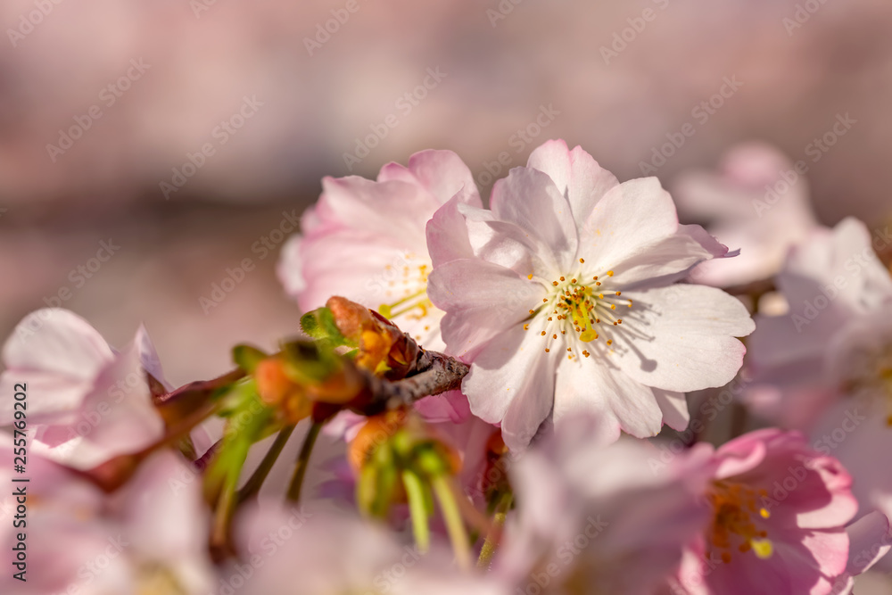 Art photography of blooming flowers cherry tree in springtime. Spring florets in a garden in sunny day. Nature wallpaper background with blossoming Sakura. Game of color. Closeup. Art photography of blooming flowers cherry tree in springtime. Spring florets in a garden in sunny day. Nature wallpaper background with blossoming Sakura. Game of color. Closeup.
