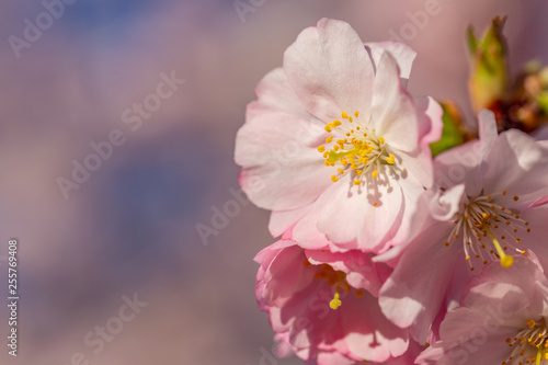 Wallpaper Mural Blooming cherry tree in springtime. Beautiful spring pink flowers in a park. Nature wallpaper background with blossoming Sakura. Game of color. Closeup. Copy space. Torontodigital.ca