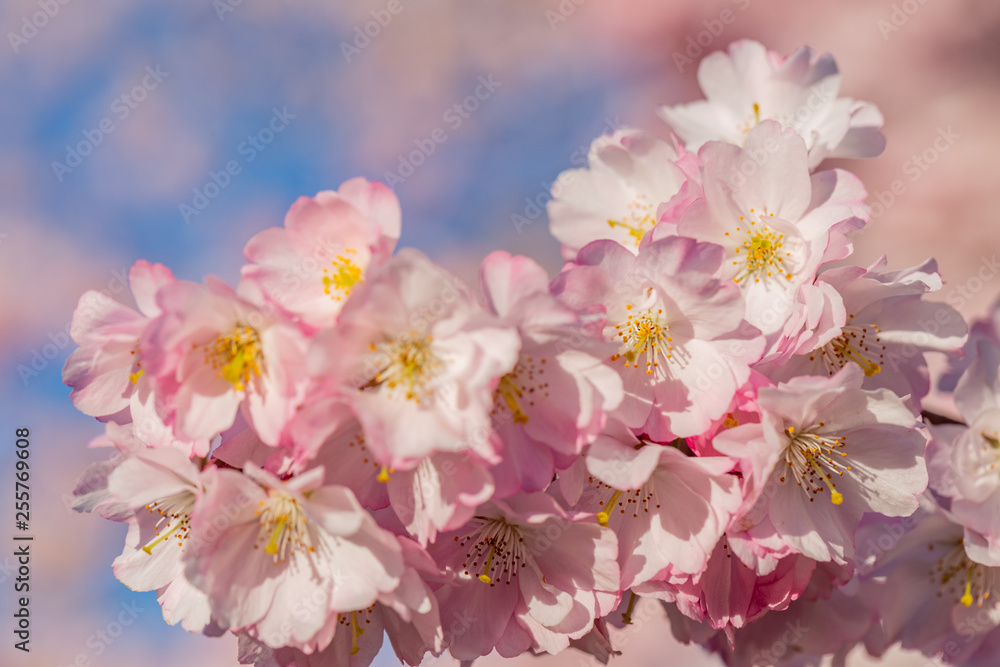 Art photography of blooming flowers cherry tree in springtime. Spring florets in a garden in sunny day. Nature wallpaper background with blossoming Sakura. Selective focus. Game of color. Closeup. Art photography of blooming flowers cherry tree in springtime. Spring florets in a garden in sunny day. Nature wallpaper background with blossoming Sakura. Selective focus. Game of color. Closeup.