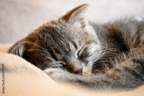  Little scottish fold kitten sleeping on the bed