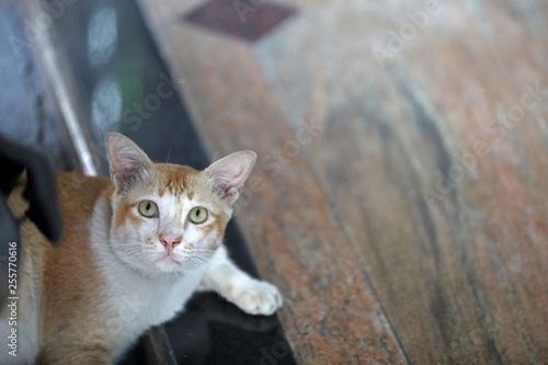 Katze in Bangkok Thailand Asien 