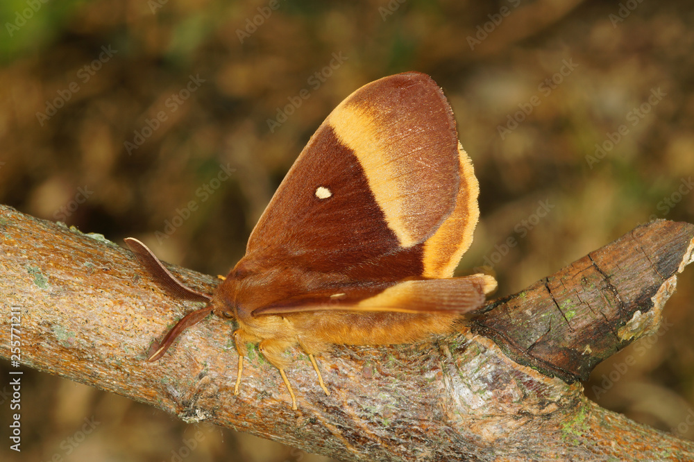 Lasiocampa quercus (LINNAEUS, 1758) Eichenspinner DE, NRW, Dellbrücker Heide 02.07.2015