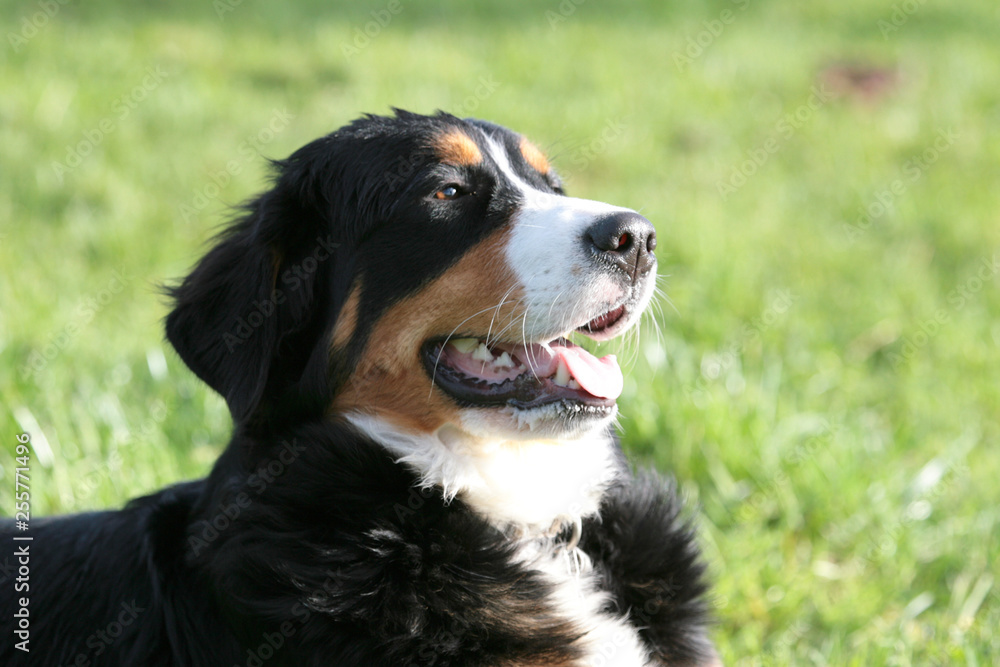 Kopf eines jungen Berner Sennenhundes