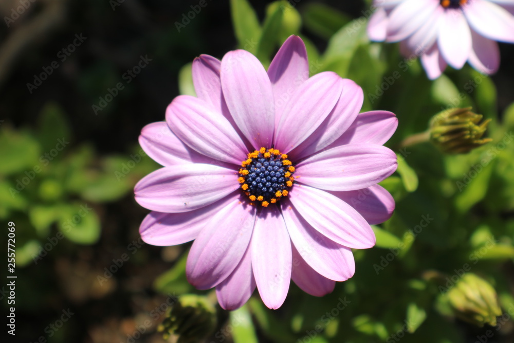 Light Pink Flower Light Pink Flower