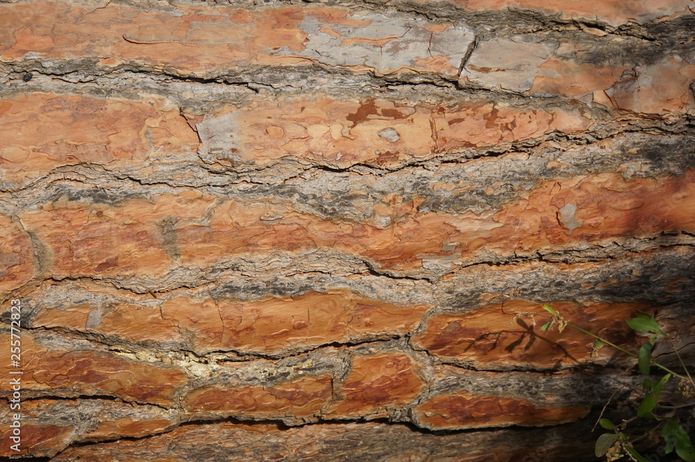 tree texture tree texture