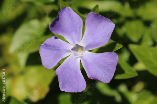 Lavender Flower