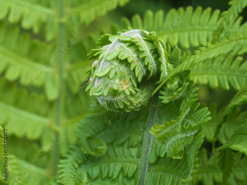A close up of a eagle fern Bracken fiddlehead against a green bush background
