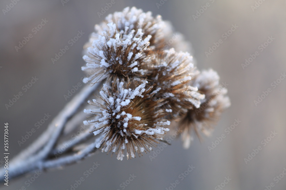 Frostdisteln 2 Frostdisteln 2