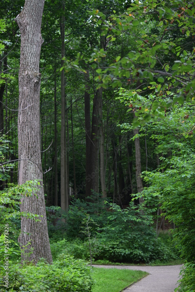 Obraz premium path in the forest
