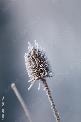 Distel im Frost