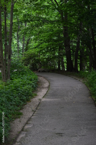 Pathway in forest