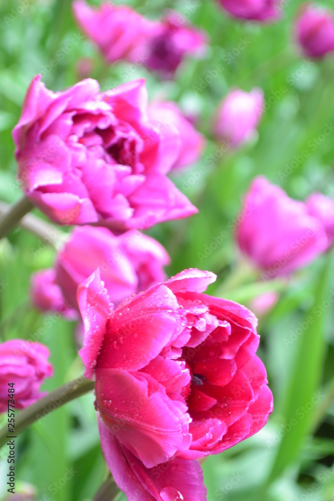 pink tulips in the garden pink tulips in the garden