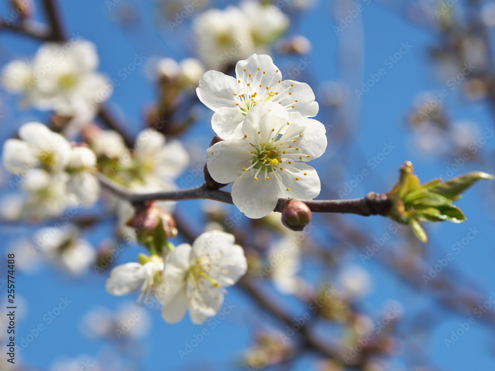 Cherry flowers on branch tree at the springtime in sunny day in the garden, blue sky background, copyspace