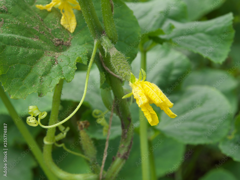 small cucumber with flower and tendrils in vegetable bed small cucumber with flower and tendrils in vegetable bed