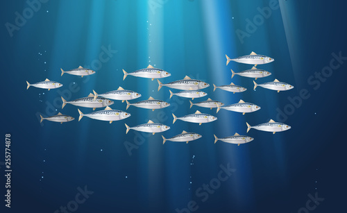 Background, school of scomber, mackerel fishes marine life. Banner fresh fish in a simple water nature. Seafood packaging and market. Vector illustration from to be used in backdrop design. EPS10