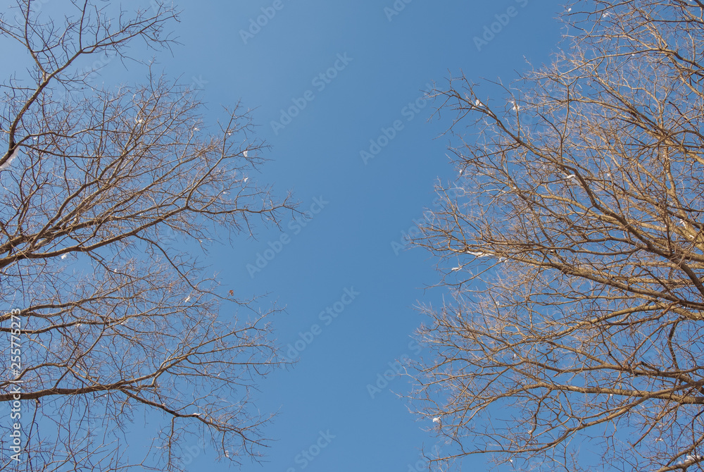 Abstract image looking up at leafless tree branches. Fall winter season branches framing a view to the sky. Looking up to sky. Minimal nature background Abstract image looking up at leafless tree branches. Fall winter season branches framing a view to the sky. Looking up to sky. Minimal nature background