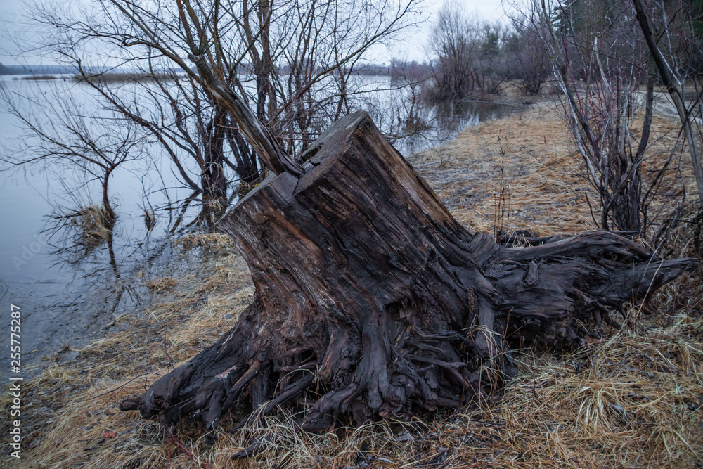 Old wooden stump on the beach, lying on the sand, spring day by the river Old wooden stump on the beach, lying on the sand, spring day by the river