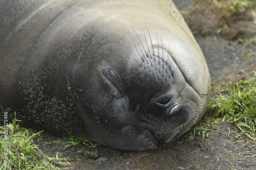 elephant seal southern island Crozet