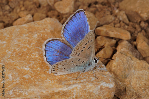 Polyommatus escheri (HÜBNER, [1823]) Escher-Bläuling FR, Provence, Gordes 03.07.2015 photo