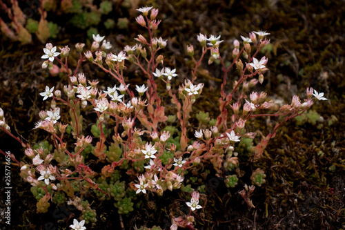 Pequenas flores de Sátão