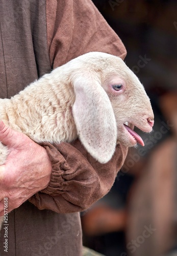 a small lamb in the shepherd's arm