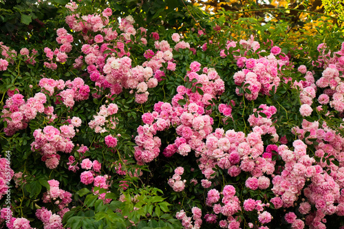 Flores de Sátão