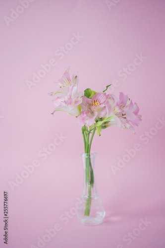 Beautiful flower, vase, spring, gift, pink background.