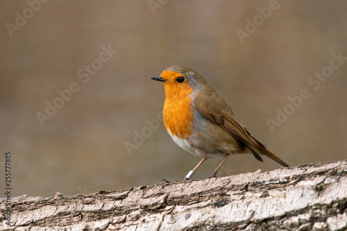 European robin Erithacus rubella insectivorous passerine song bird