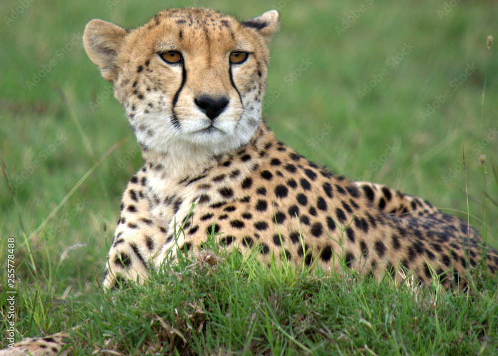 Cheetah Cheetah