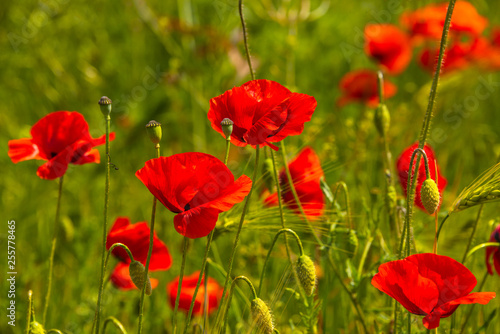 Spring spirit at red field of poppies and beautiful nature, countryside, closeup