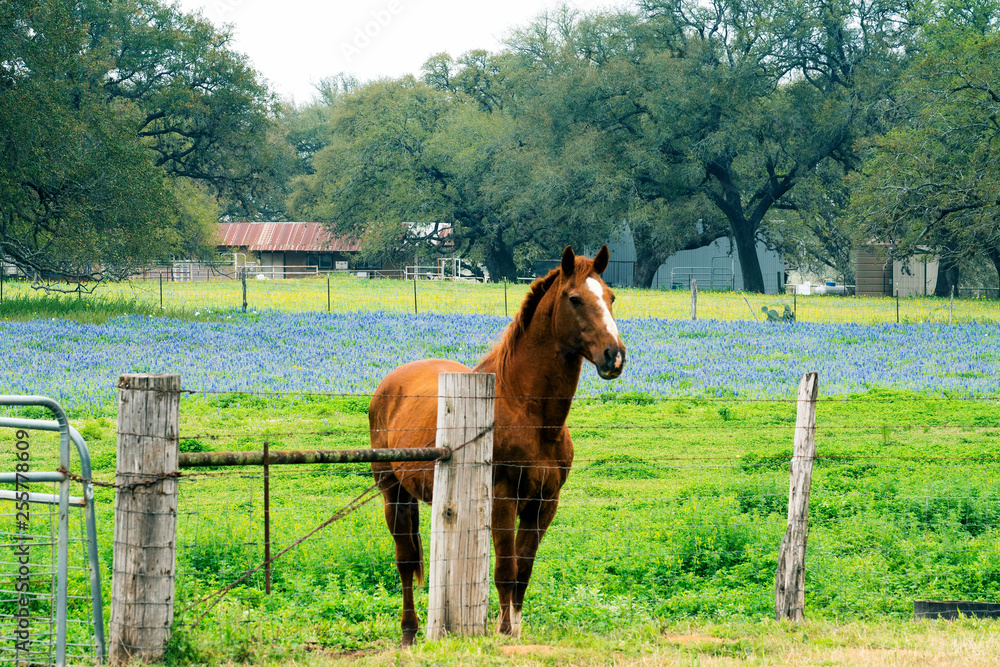 Horse with Spring Bluebonnets