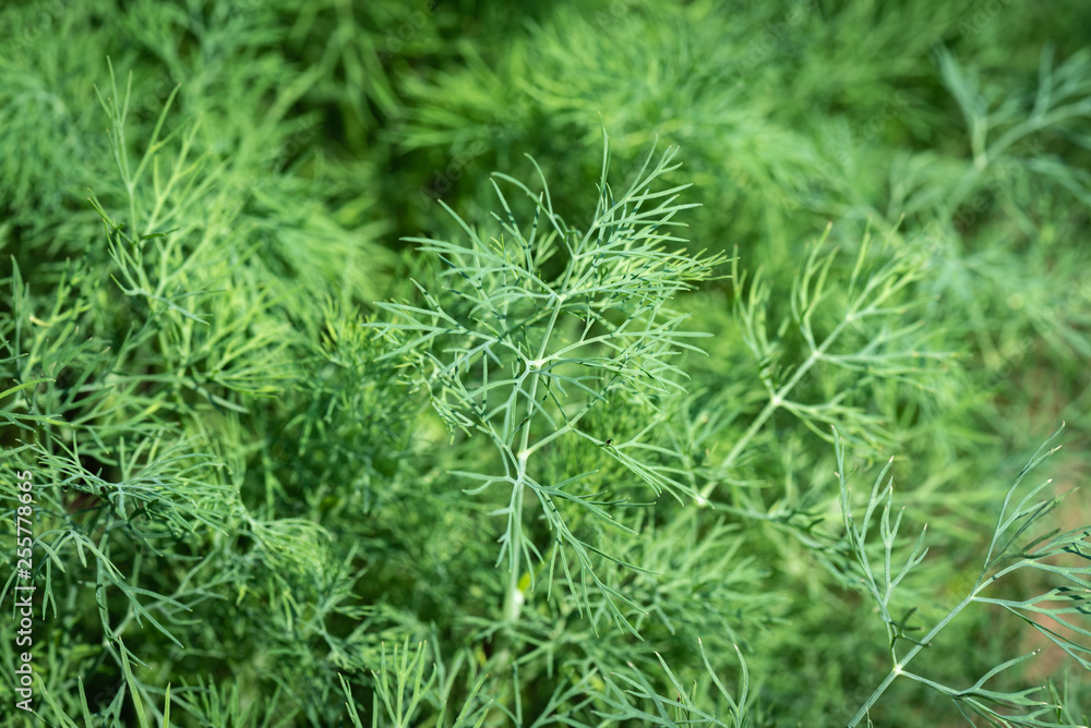 Coriander