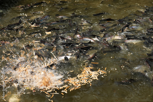 Fische im Fluß Chao Praya in Bangkok