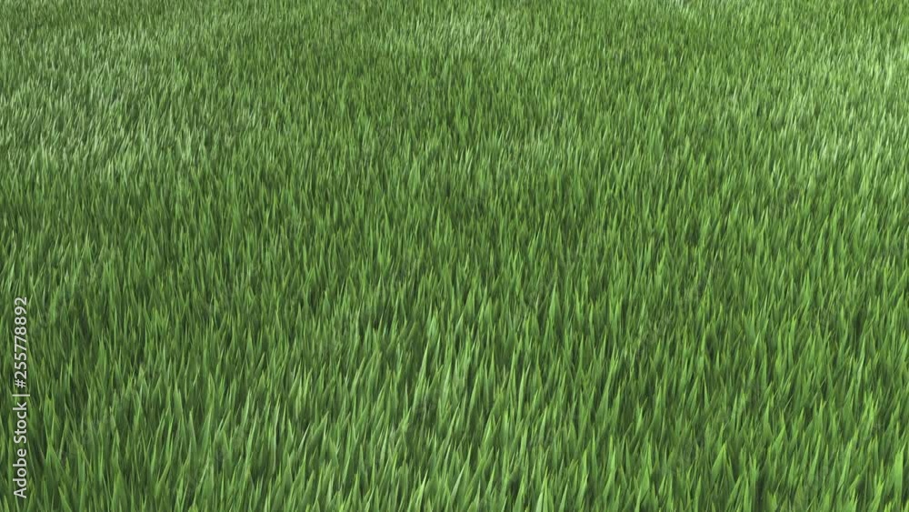 Windy Grass. 3D Animation. Windy Grass. 3D Animation.