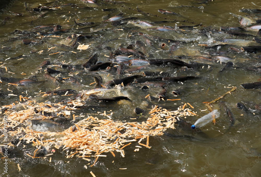 Fische im Fluß Chao Praya in Bangkok Fische im Fluß Chao Praya in Bangkok