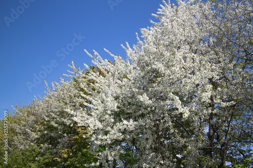 spring tree