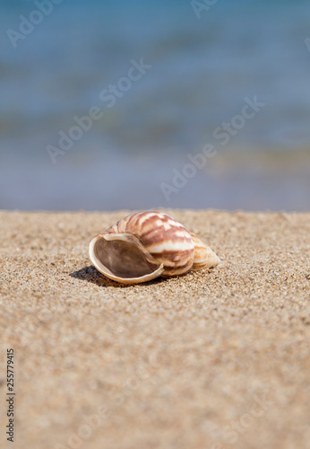 A seashell on a sandy beach in summer © berna_namoglu