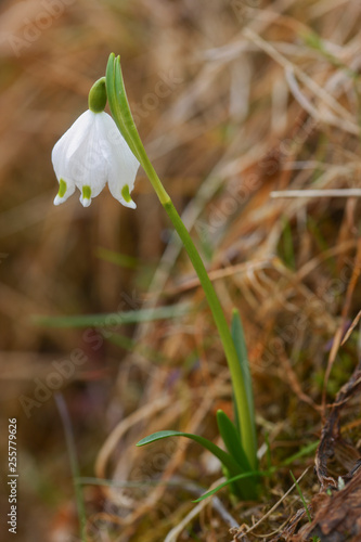 leucojum vernum, falso bucaneve photo