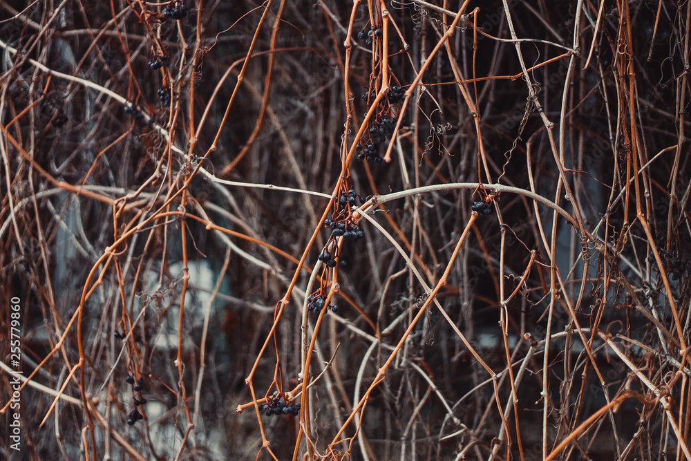 beautiful background texture consisting of dry vines with black grapes on the street beautiful background texture consisting of dry vines with black grapes on the street