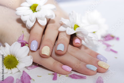well-groomed  manicured fingers of the hand lie in the cut of petals and in the color of chrysanthemum