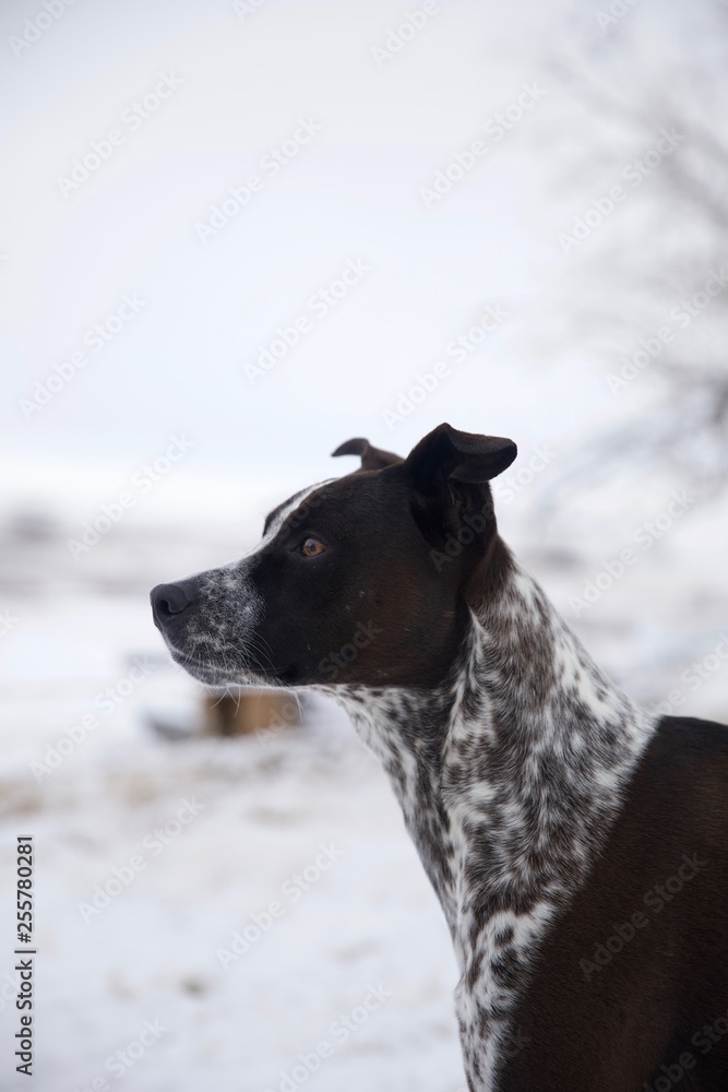 Spotted dog German Shorthair pitbull black and white dog