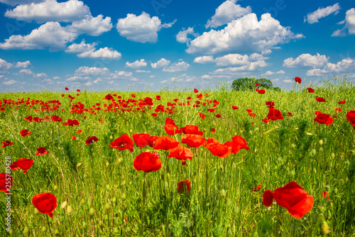 Spring spirit at red field of poppies and beautiful nature in panorama under blue sky, countryside