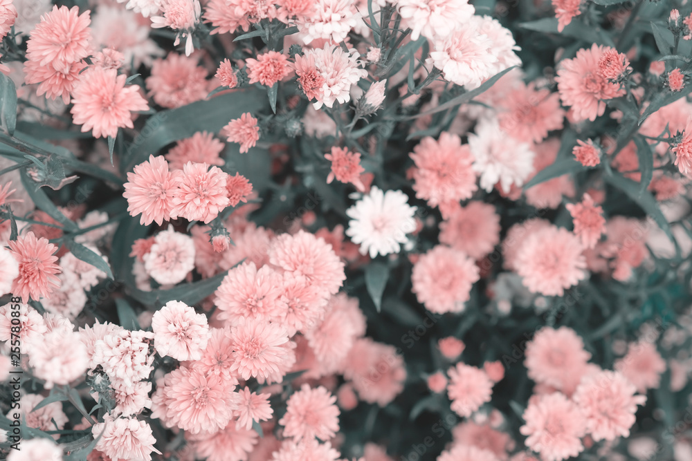 Fototapeta premium Colorful flowers chrysanthemum for background,Abstract,texture,Soft and Blurred style.postcard.
