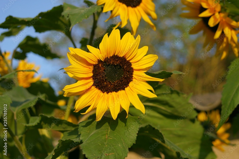 Fototapeta premium Tournesol-6
