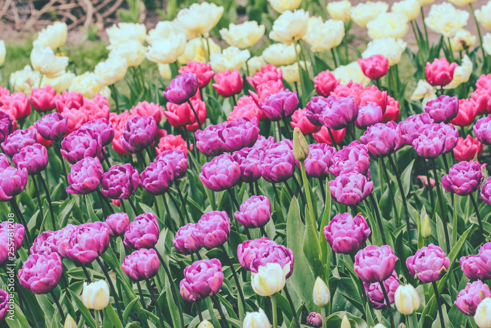 Field of purple and white double tulips (also known as the peony flowered tulips) Field of purple and white double tulips (also known as the peony flowered tulips)